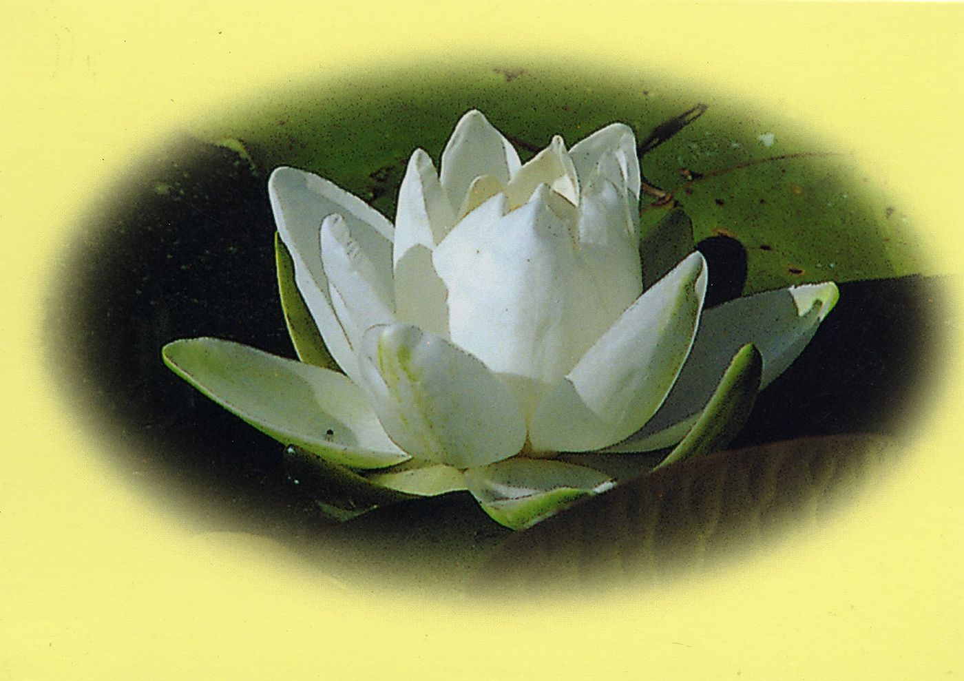 Front of the card from Diana Pidgeon