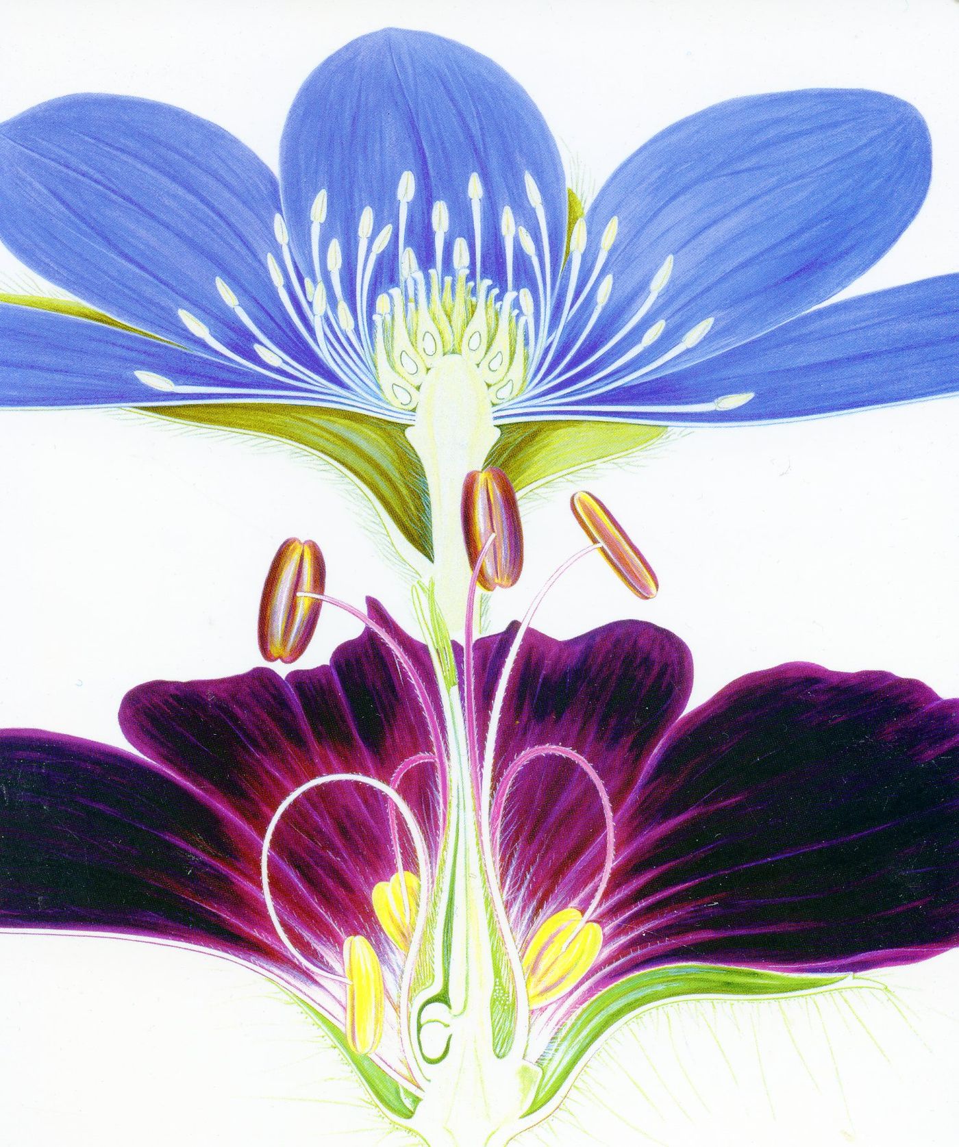 Front of the card from Julia Callan