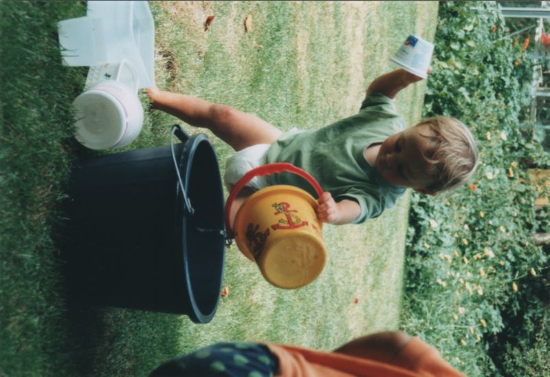 Rose filling a bucket